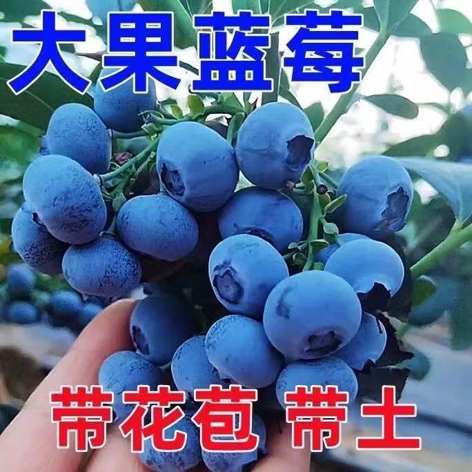 果泰果树苗木专营店优选