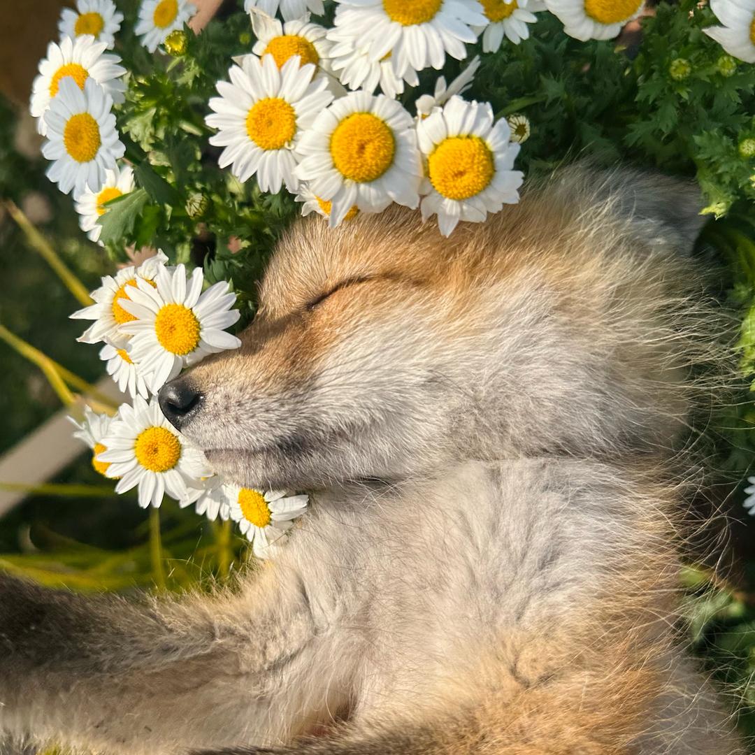 狐平安🦊