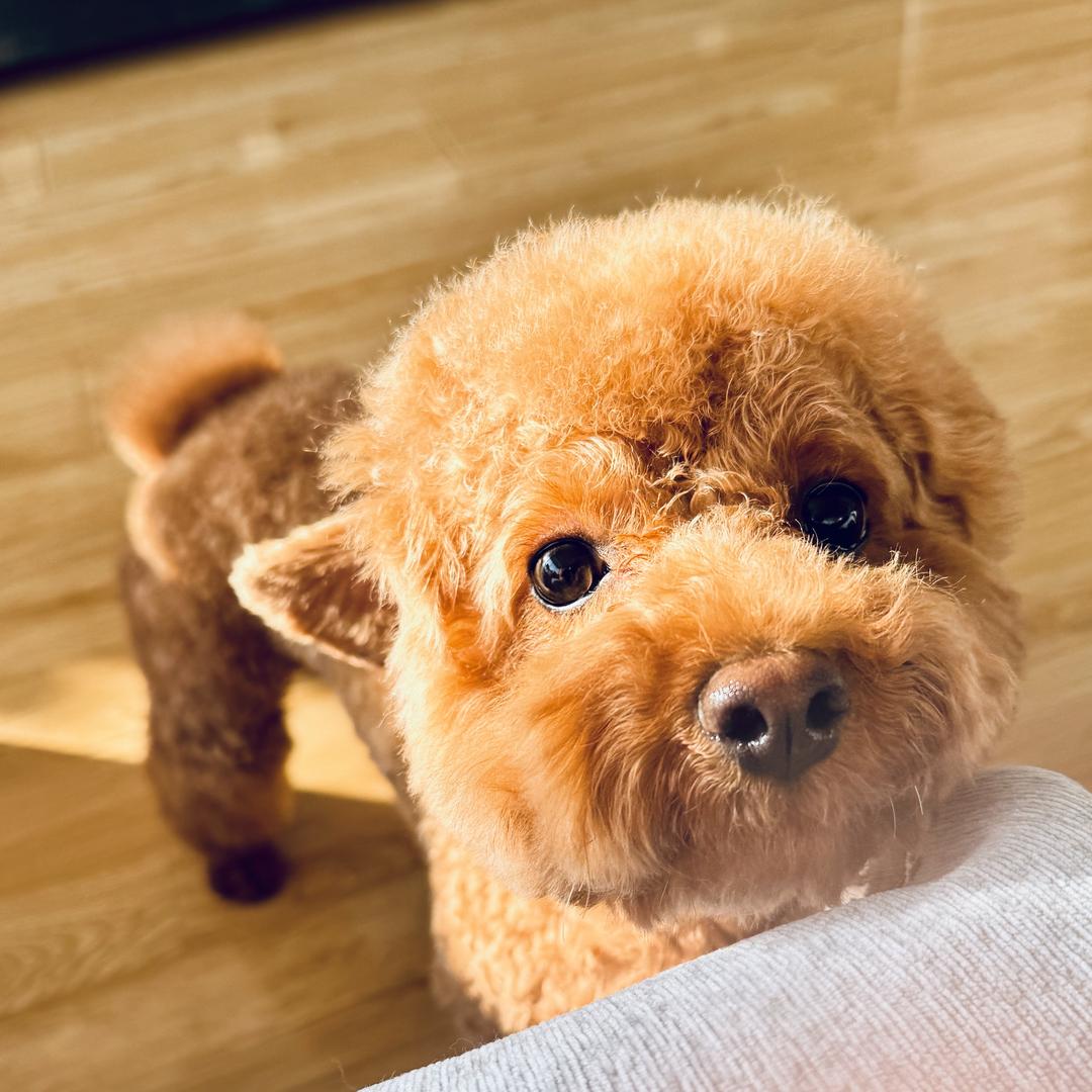 陈苹果🐶养成记