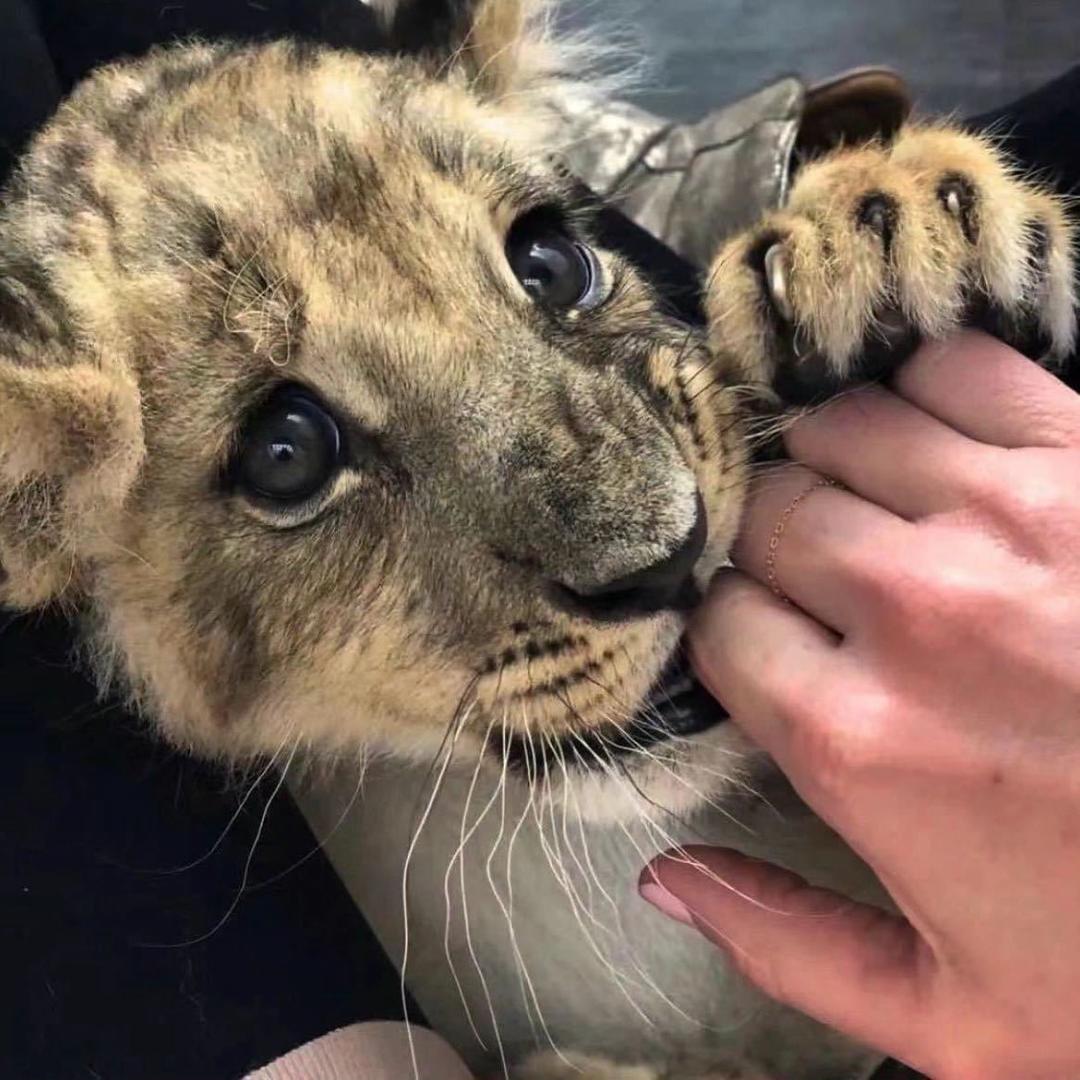 赵财猫