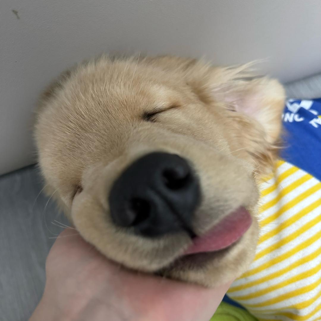 妈宝狗十四