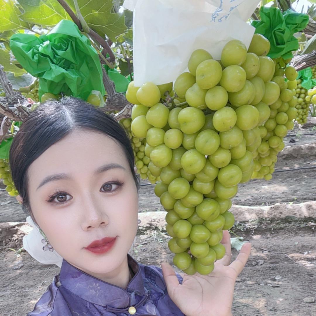 东明集文寨葡萄采摘园