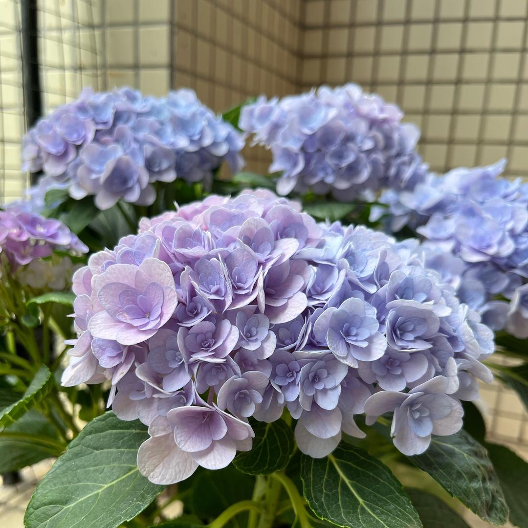 六六