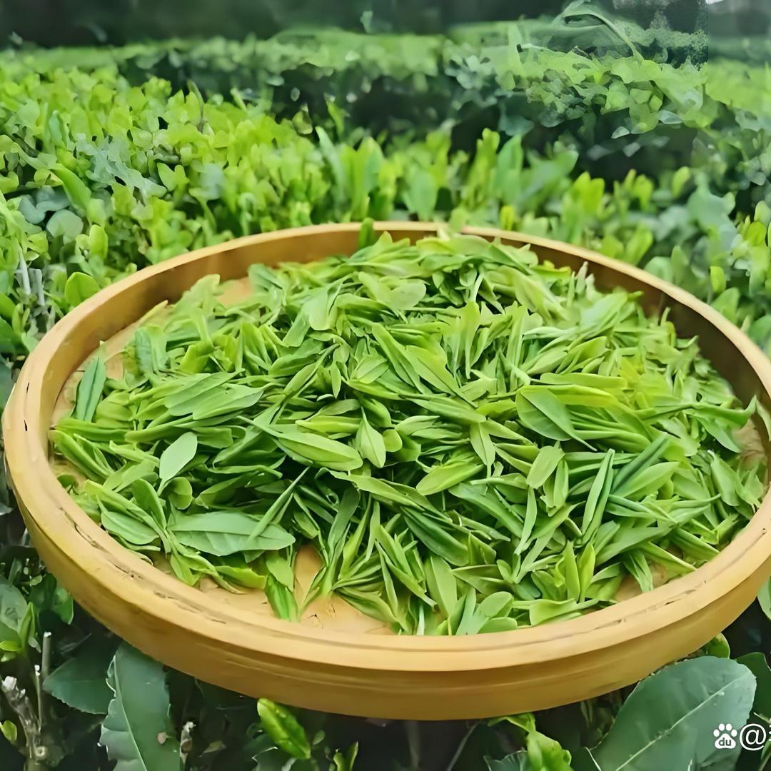 野生红茶