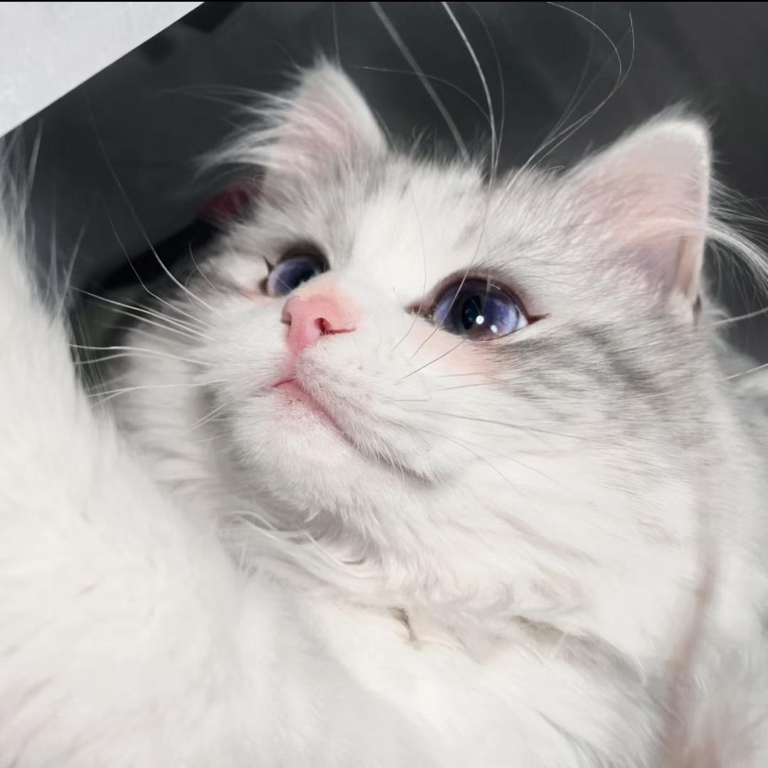 猫夭姐姐（搭子版）