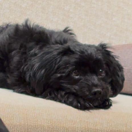 原子天使樱桃将军