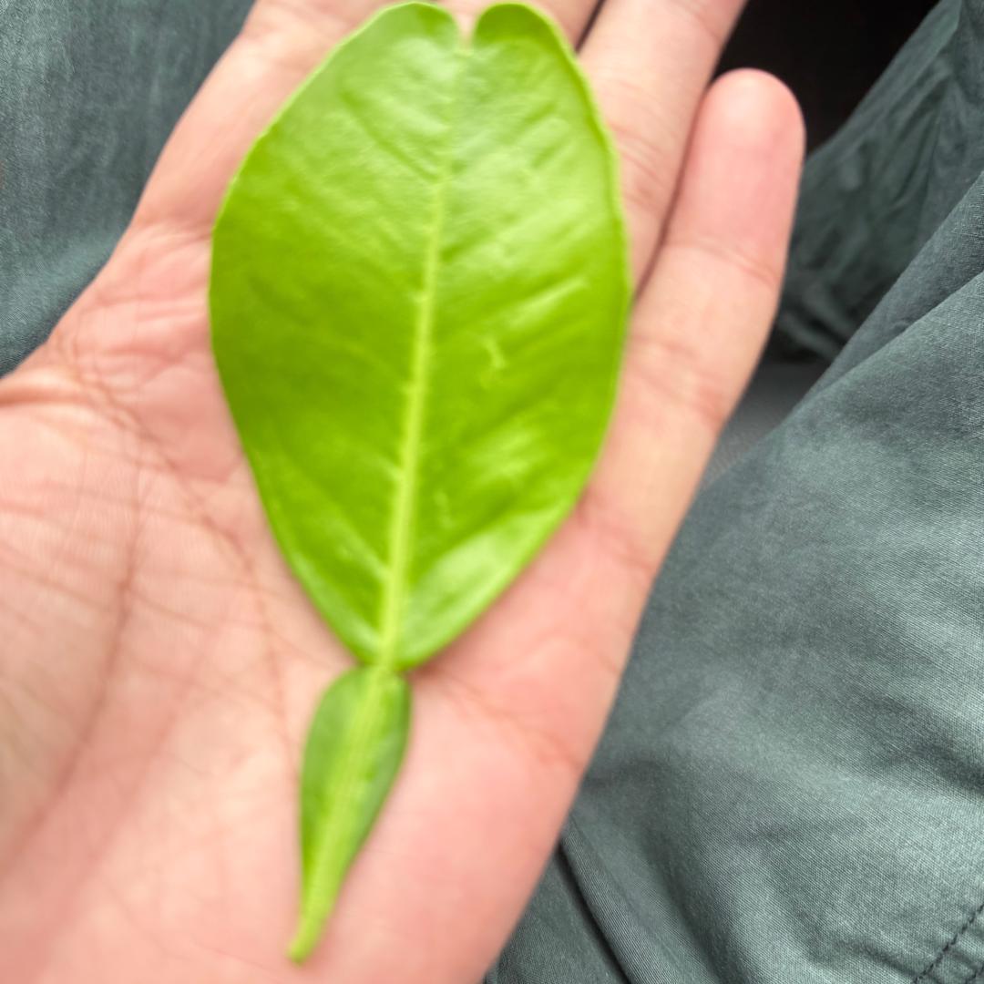 叶🍃☘️