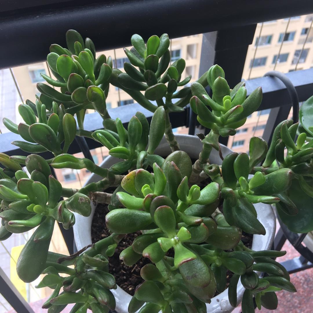 连连好运ʕ ᵔᴥᵔ ʔ