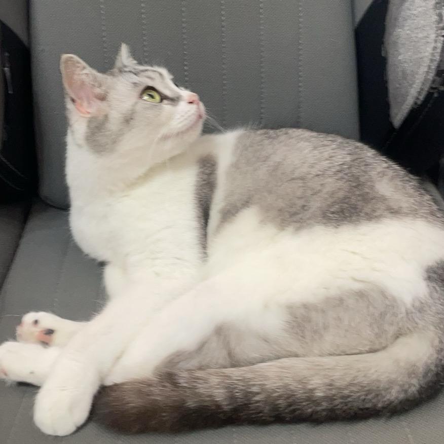 烦躁的黑色牛杂