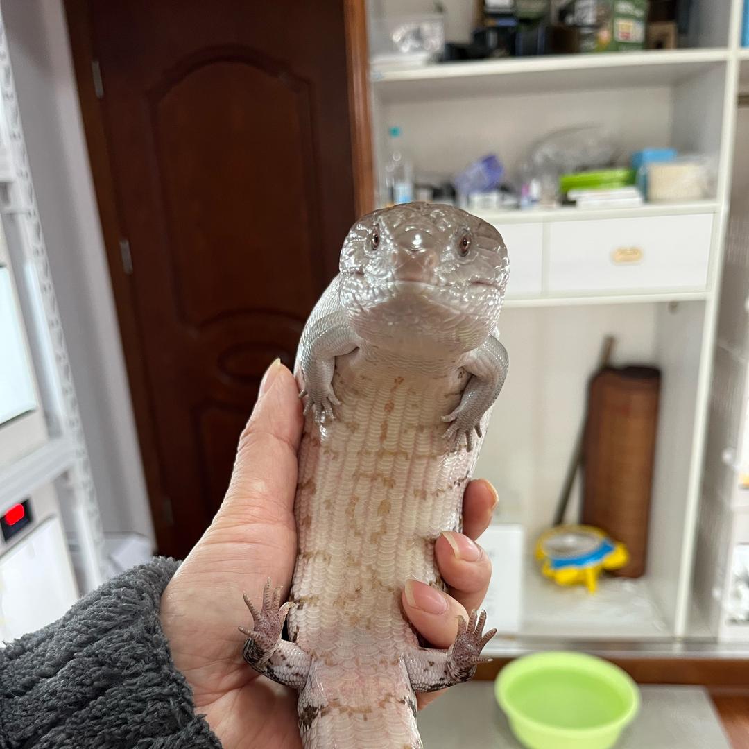 安安的爬宠