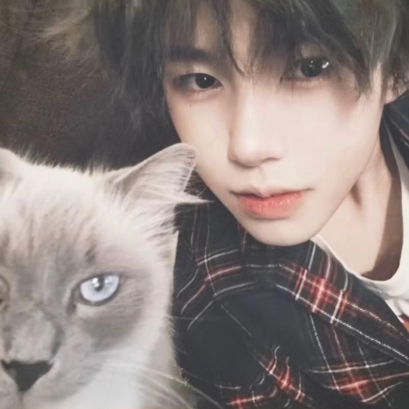 巷子的猫