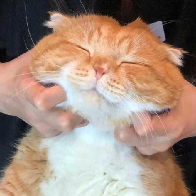 烧饼游戏