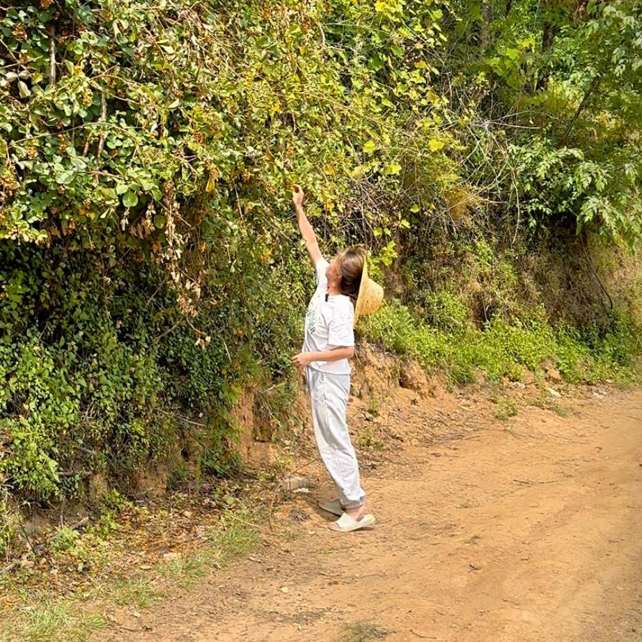 小飞中药材种植园（小号）