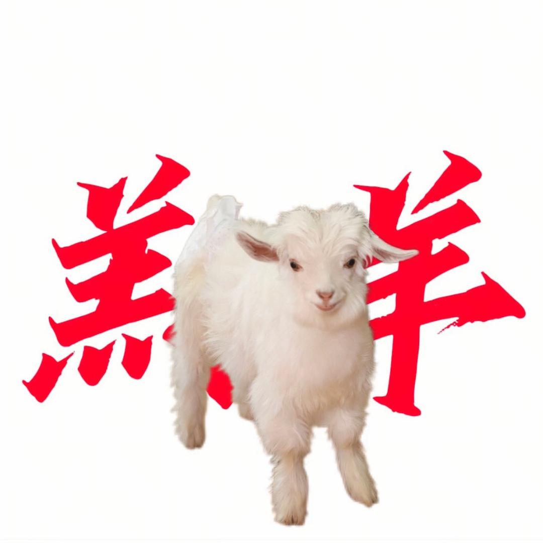 羔羊像煤炭（蛋仔公交工坊）