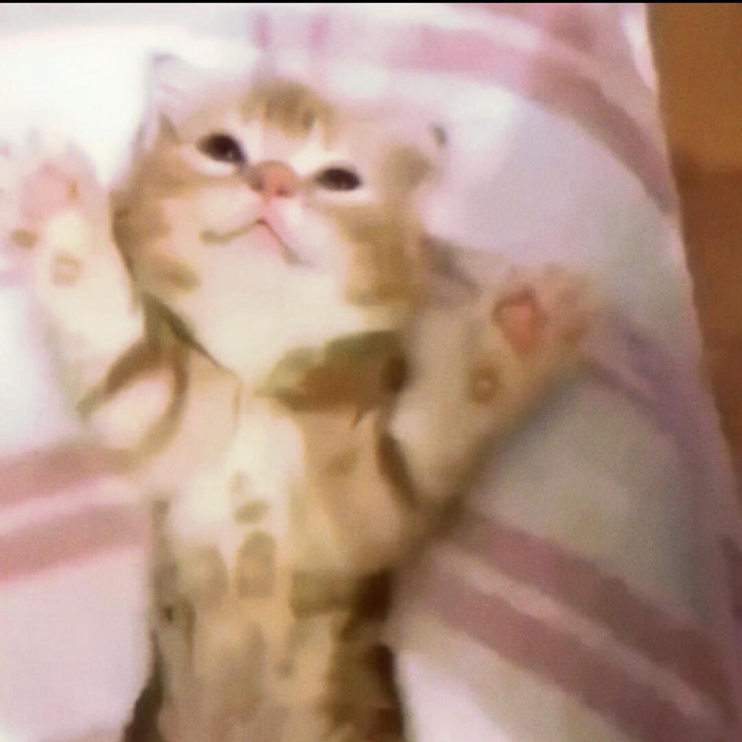 小猫雨