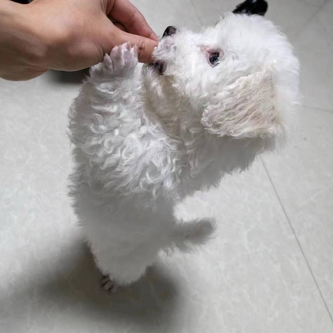 土豆是比熊