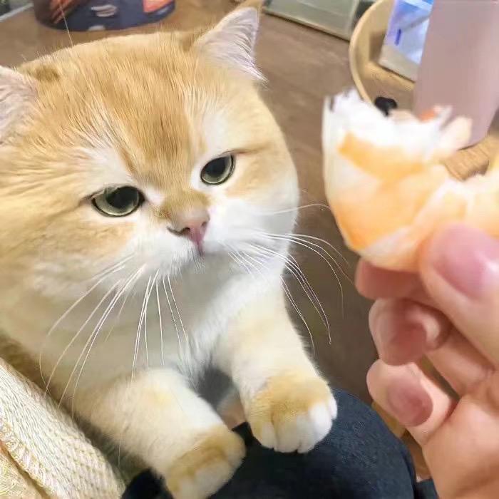 幼儿园扛把子🦭