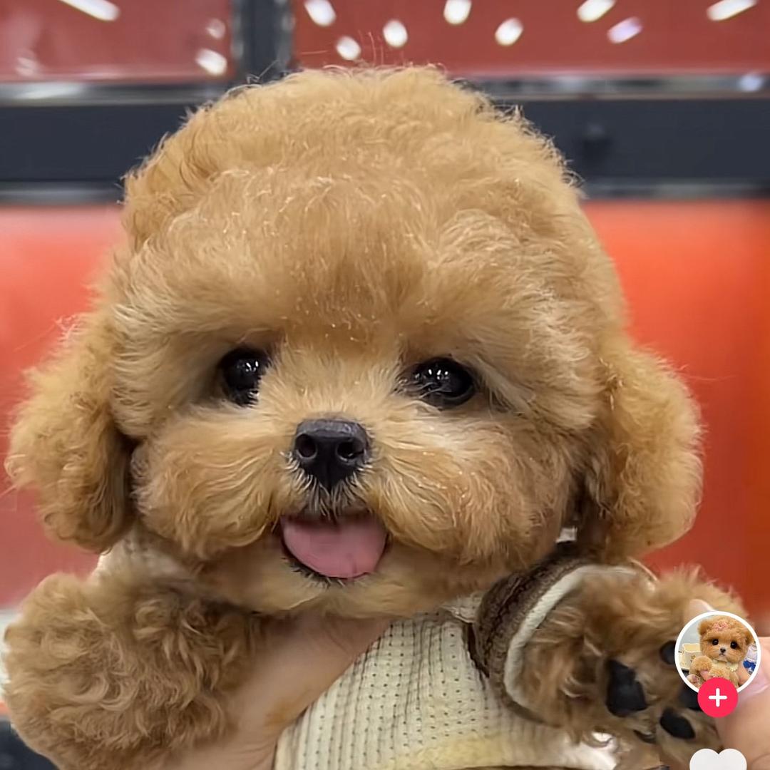 那些花儿112233