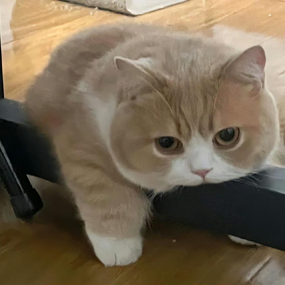 文桑