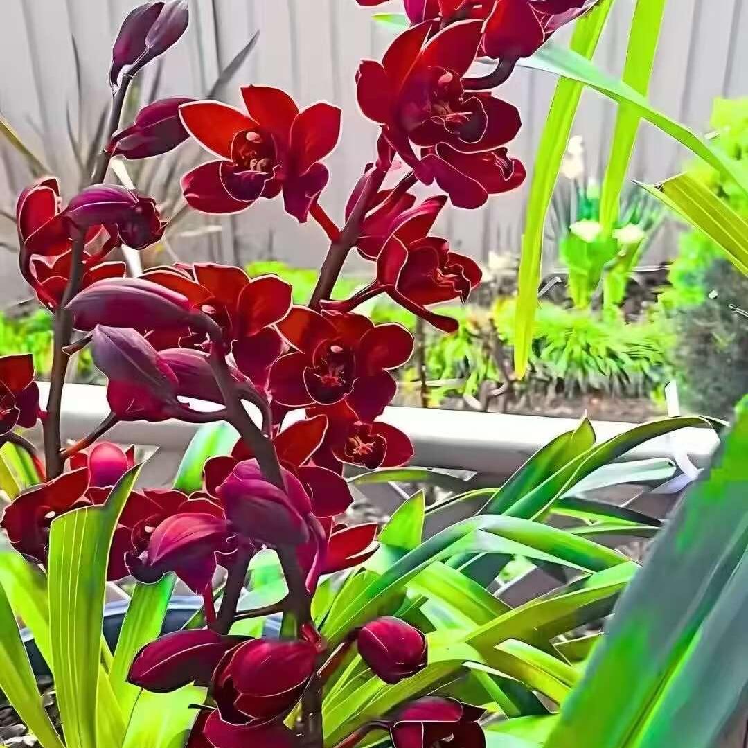 运伦花卉虎头兰