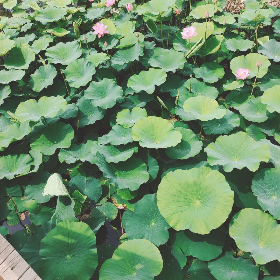 舍得