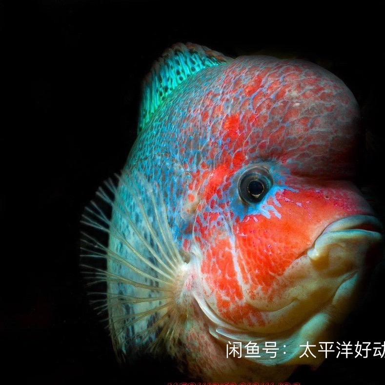 🌈叫兽古典罗汉鱼