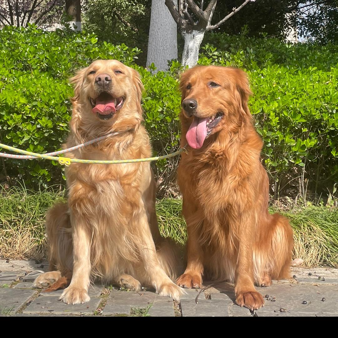 爱吃屎的喜宝吨吨