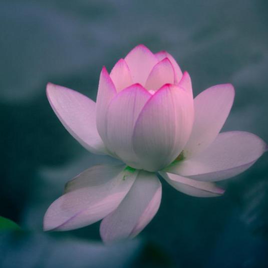 美女不吃大饼🫓