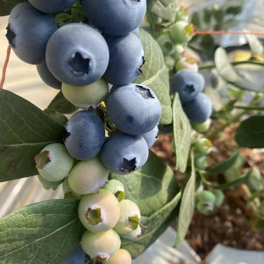 九洲蓝莓种植