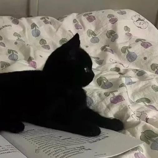 🐱.