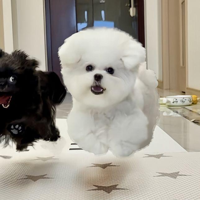 宋椰子