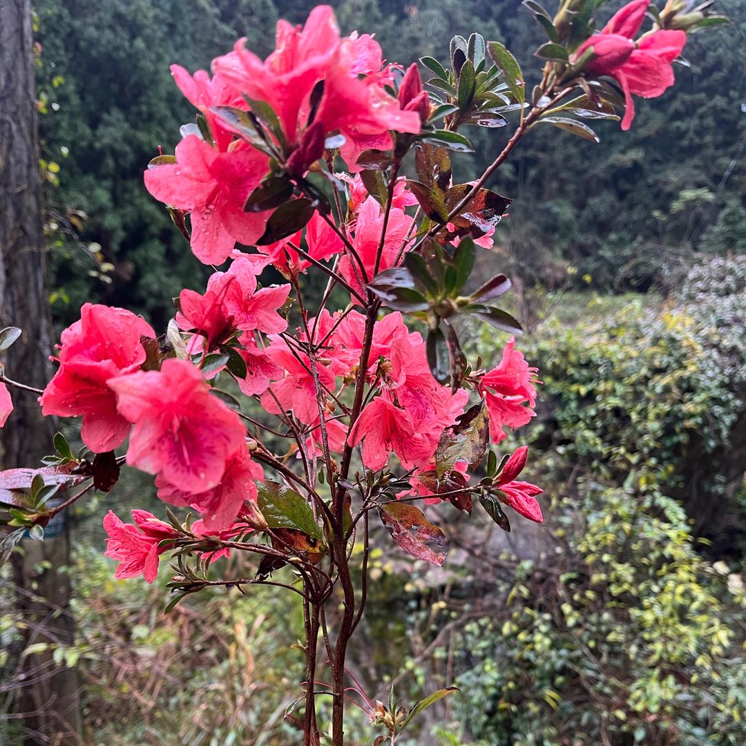 橙橙