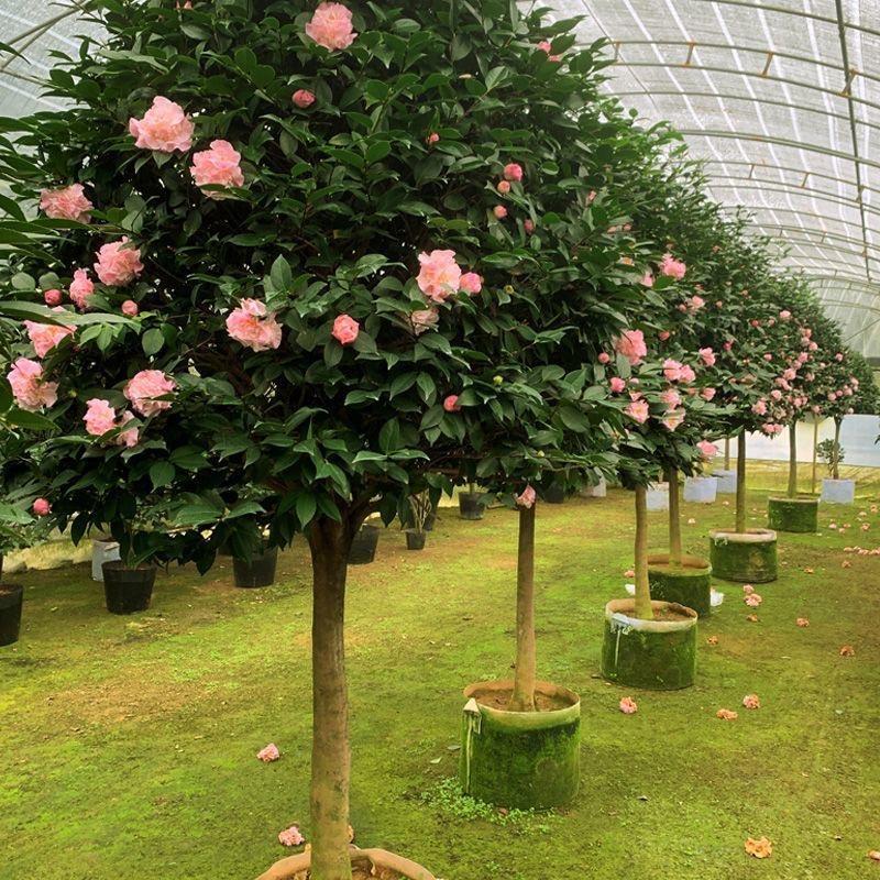 花花世界基地