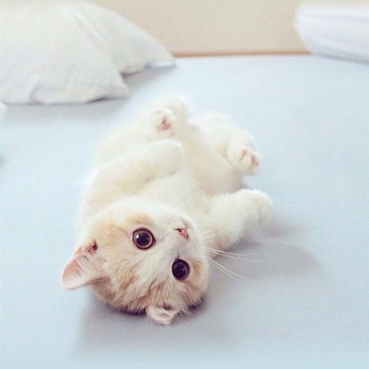 猫姐姐