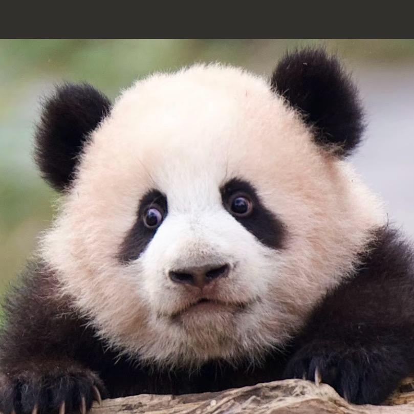 最爱莽小五