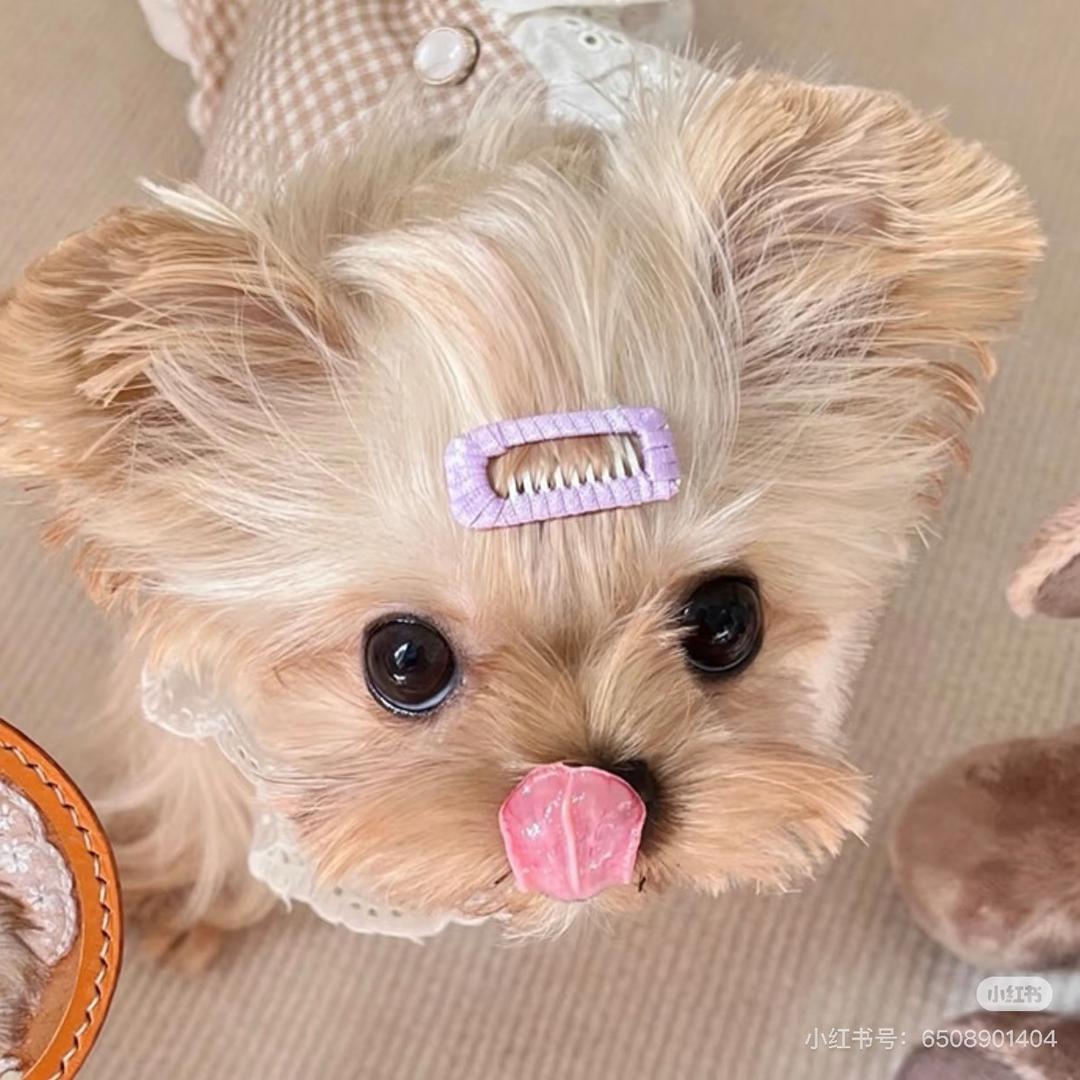 王者荣耀库洛米(关注上车)