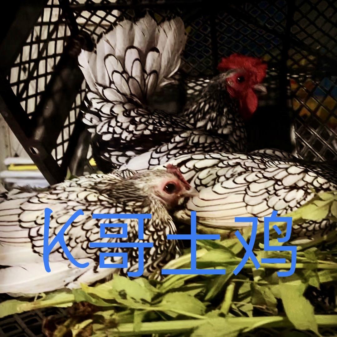 k哥土鸡