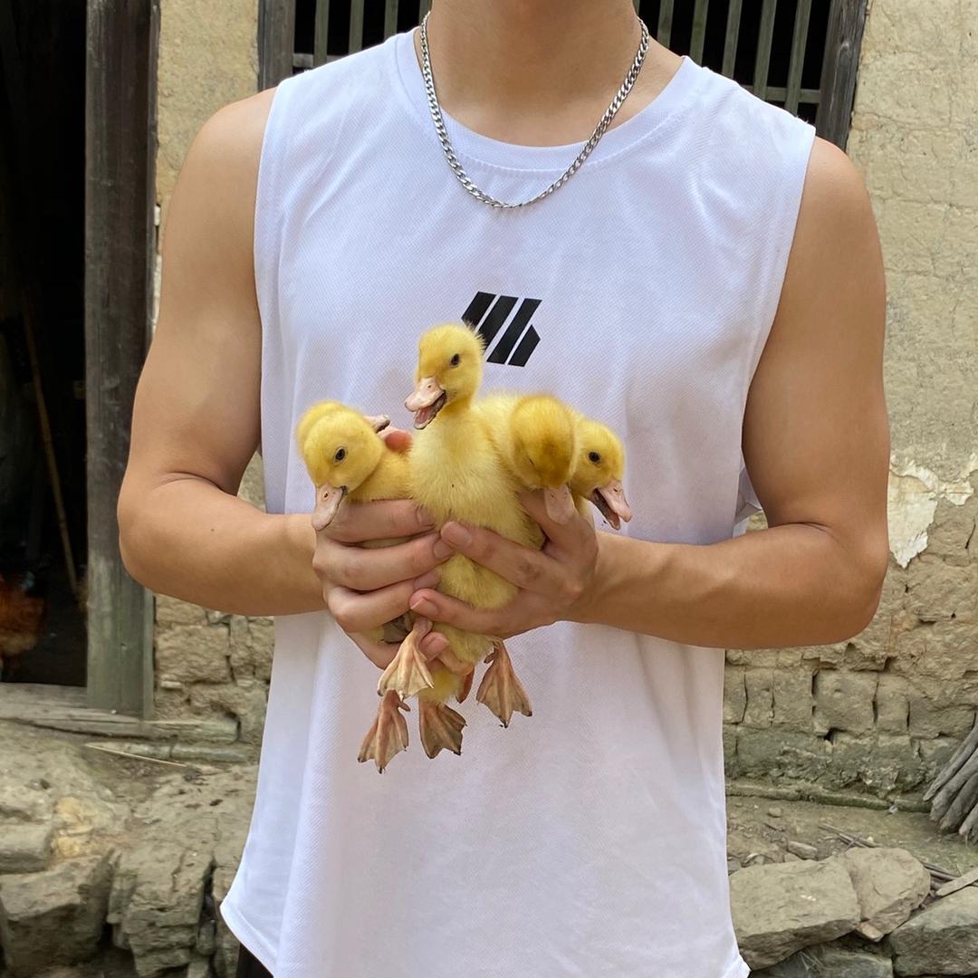 陈小鸭🐥