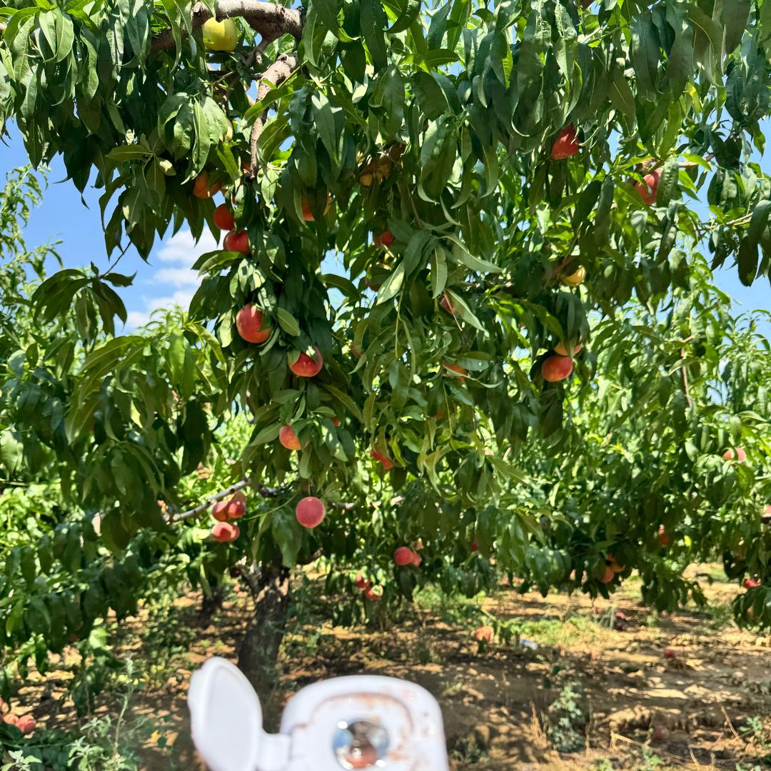 山东济宁冬桃（乐优果业）