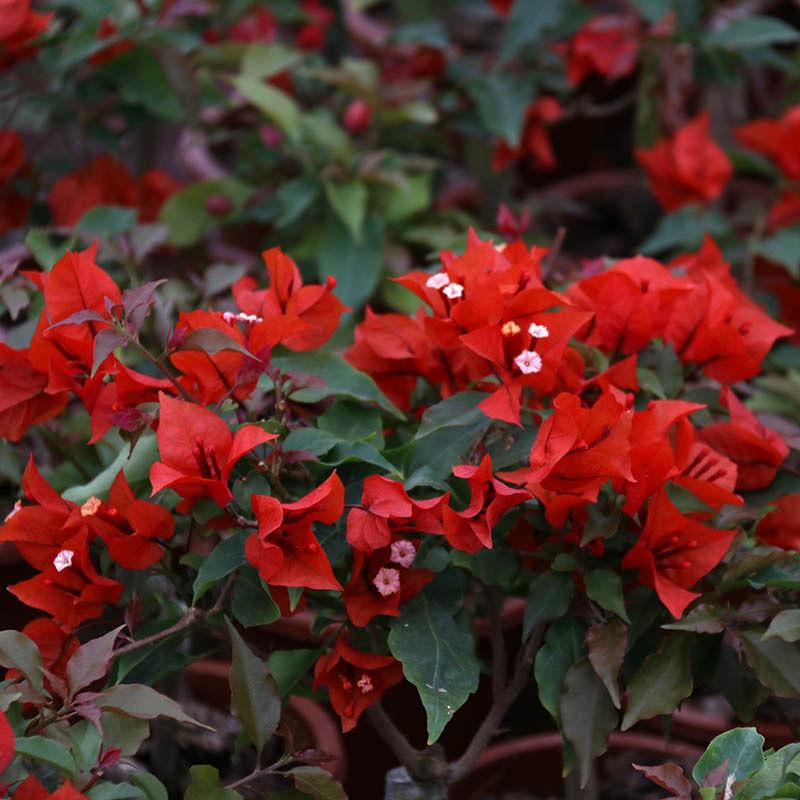 雅植园精品盆栽