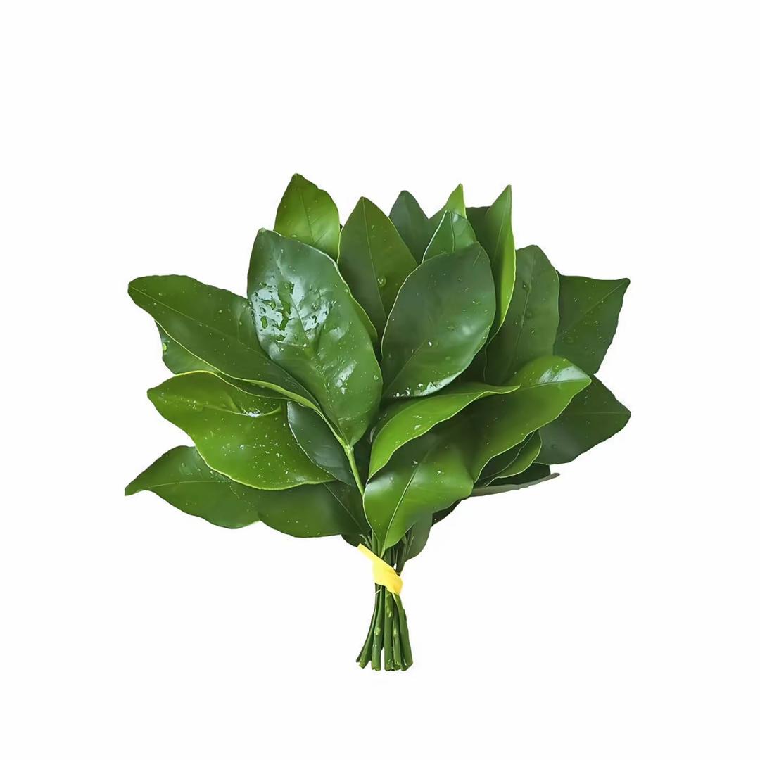 茉莉青青提
