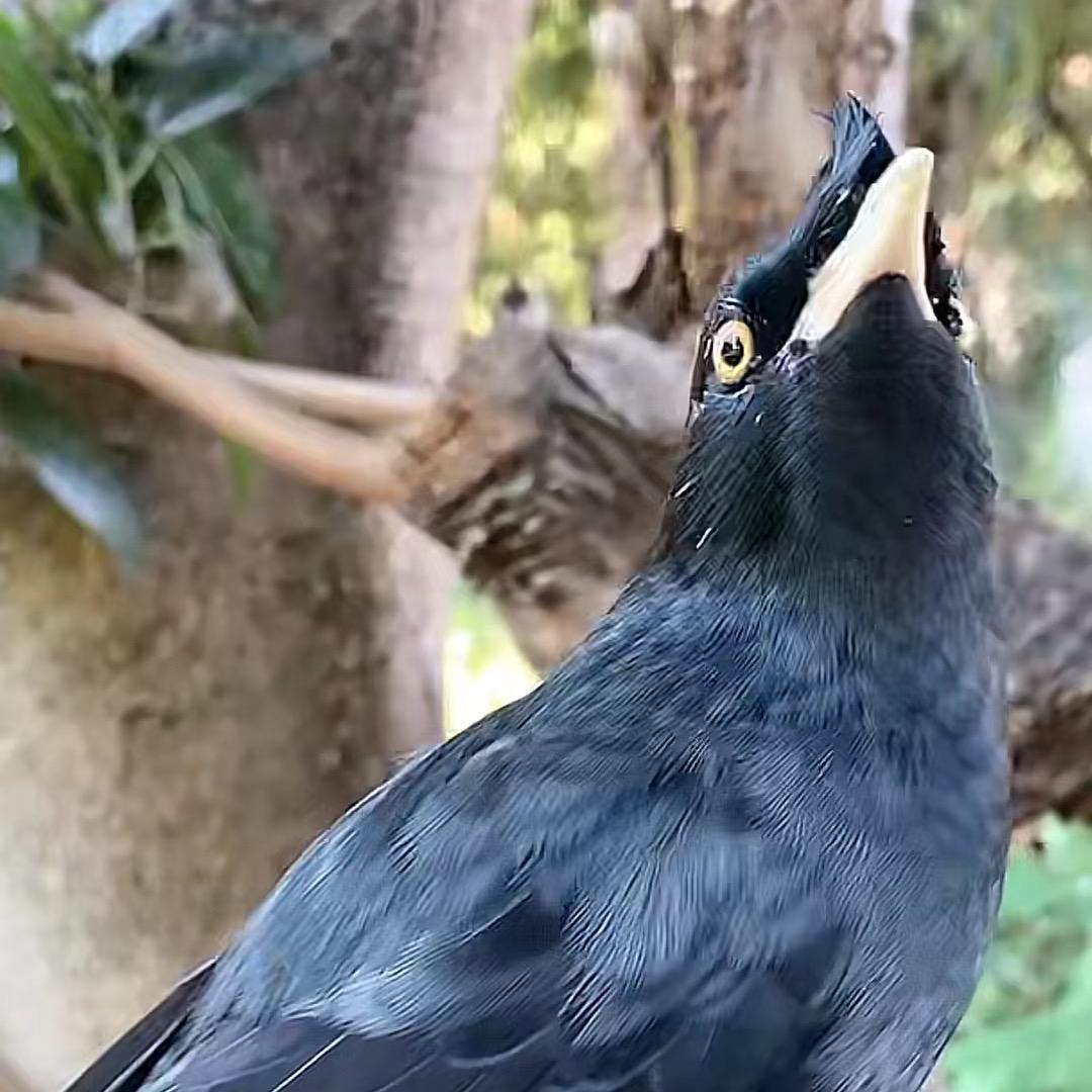 马哥溜八哥