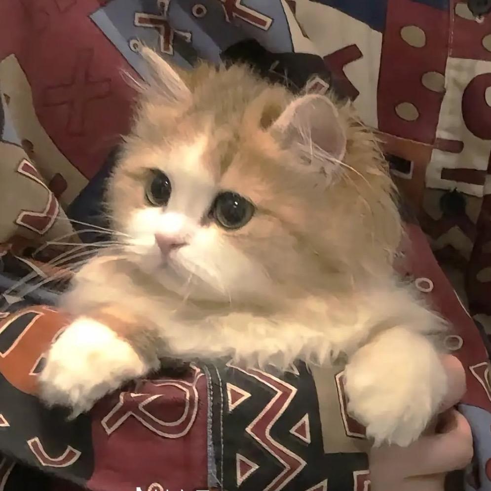 ‘⁷.🐾