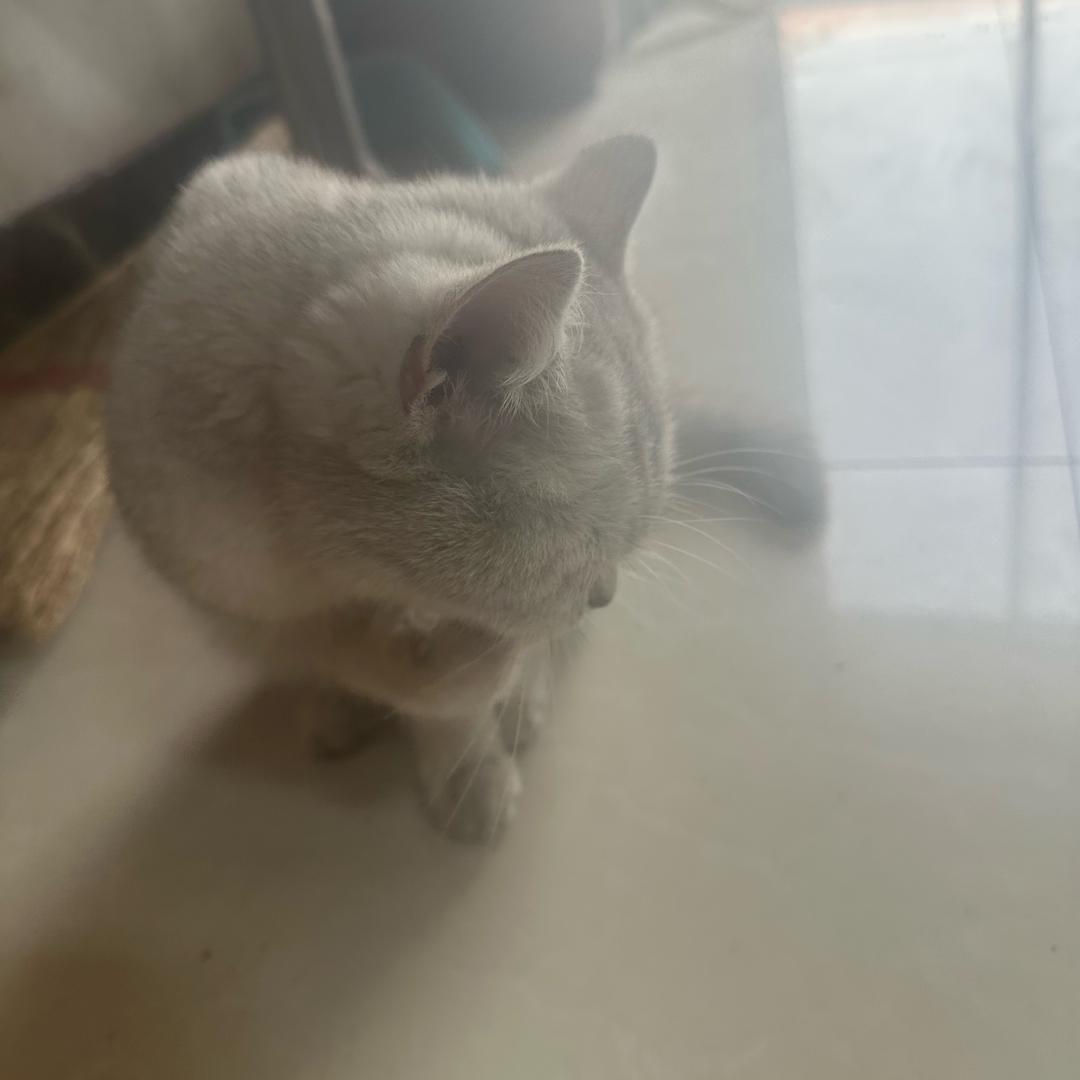嘻嘻哈哈哈