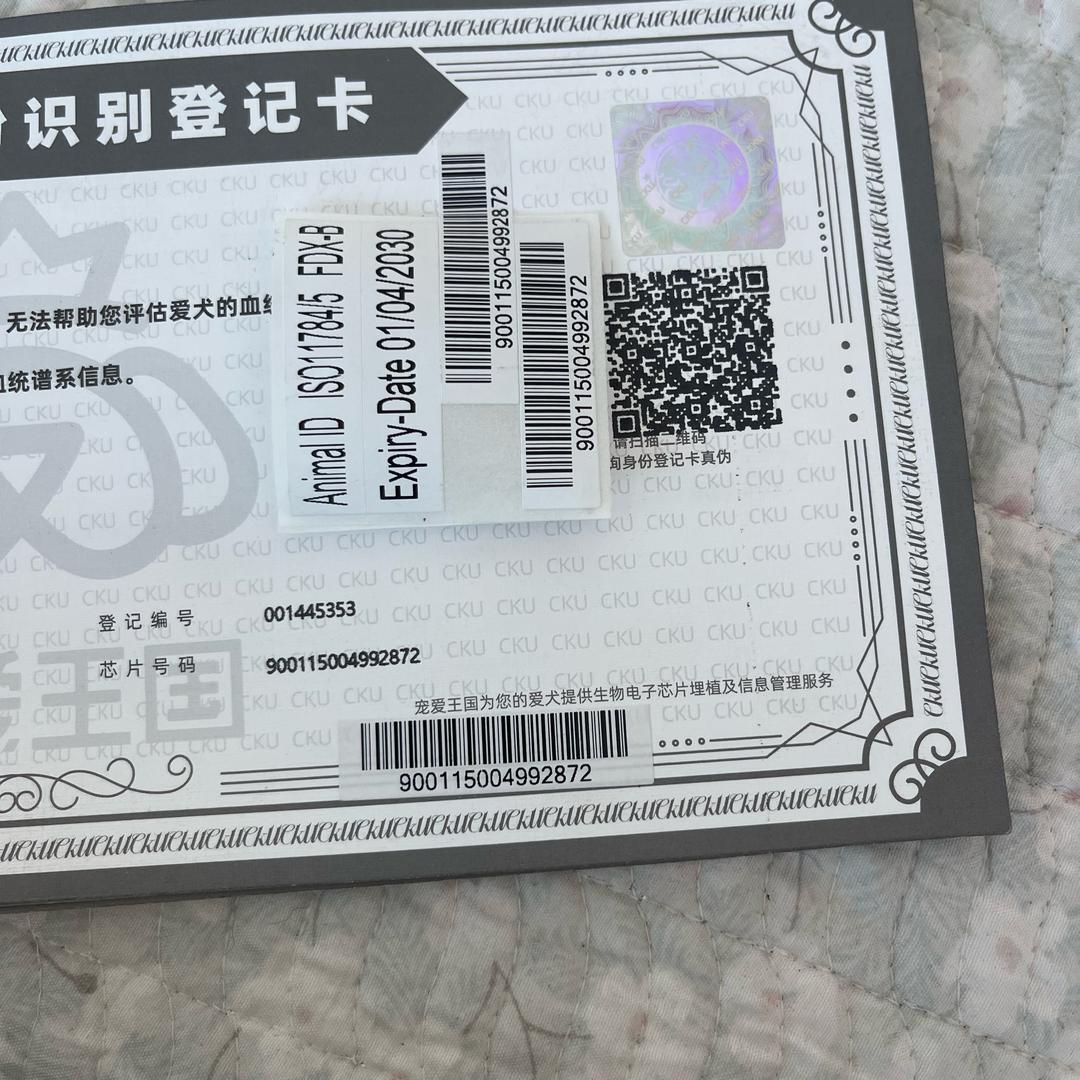 纯种拉布和我的曰常生活