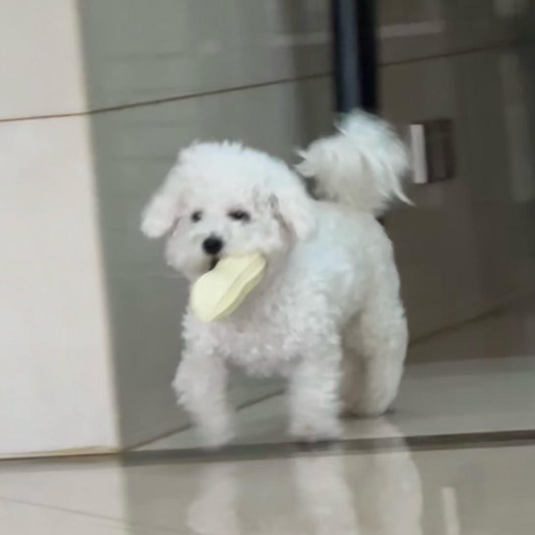 花生不邪恶🍅🥜