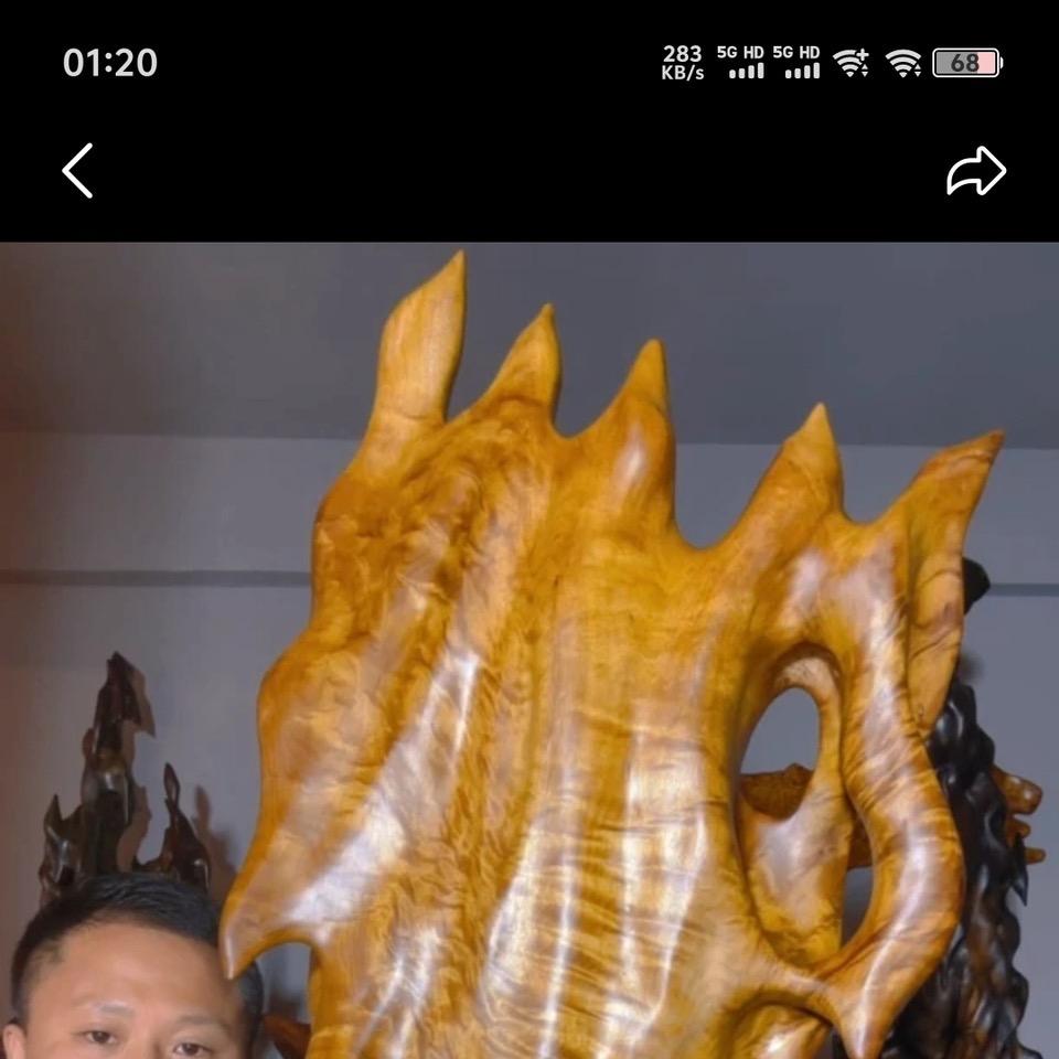 大树兄弟金丝楠2号