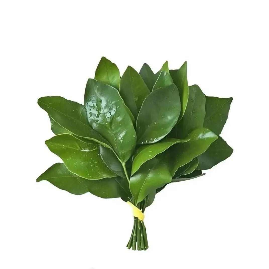 kuyi