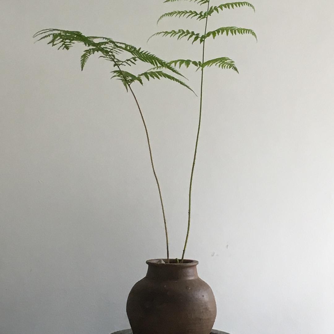 生吞牛鞭哥