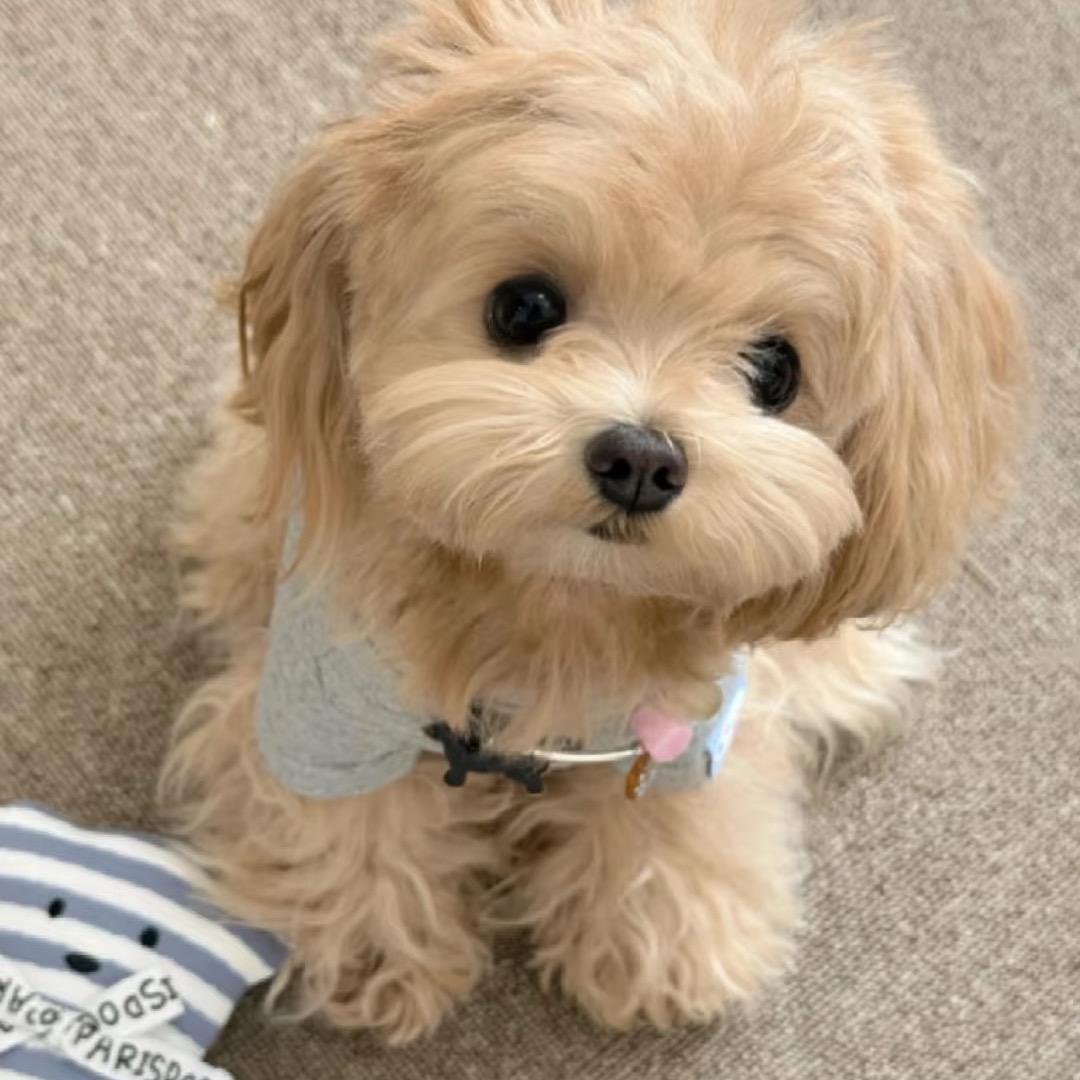 云启宠物罗斌（萌系小体犬）